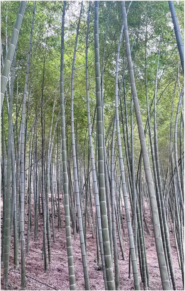 ƶ-ƶ4118.com